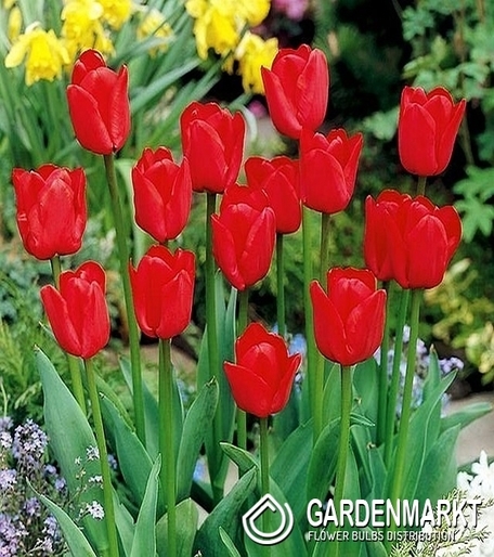Tulipan Czerwony 30 szt.
