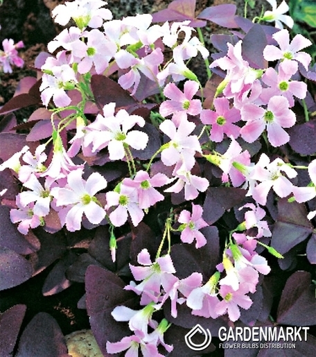 Oxalis Triangularis-Szczawik Trójkątny 5 szt.