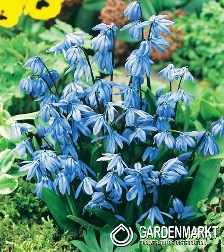 Scilla - Cebulica Sibirica 50 szt.