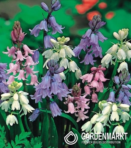 Scilla - Cebulica Mix 50 szt.