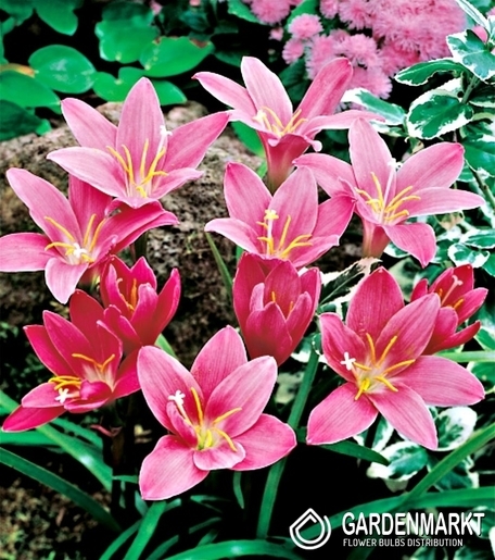 Zephyranthes-Zefirant Różowy 10 szt.