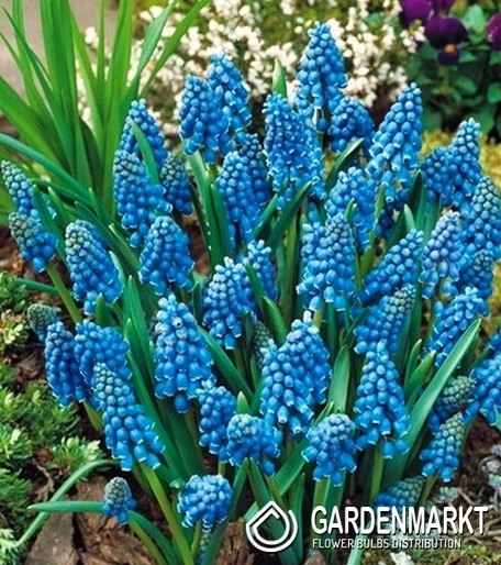 Szafirek - Muscari Armeniacum 100 szt.