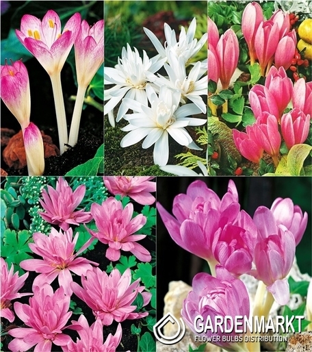 Zestaw Colchicum - Zimowit Jesienny