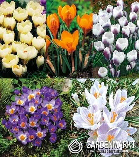 Zestaw Krokus Wiosenny 2