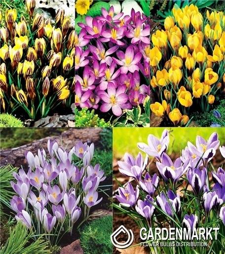 Zestaw Krokus Wiosenny 3
