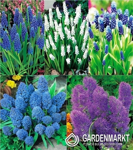 Zestaw Muscari - Szafirek 1