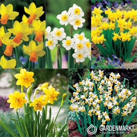 Zestaw Narcyz Botaniczny 1