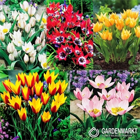 Zestaw Tulipan Botaniczny 2