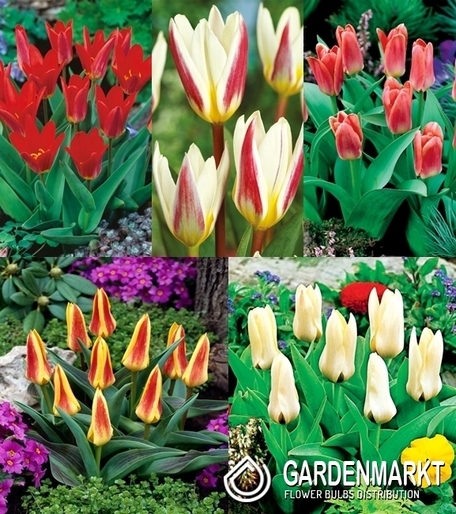 Zestaw Tulipan Niski