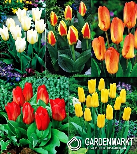 Zestaw Tulipan Niski Fostera