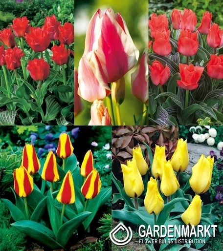Zestaw Tulipan Niski Greiga