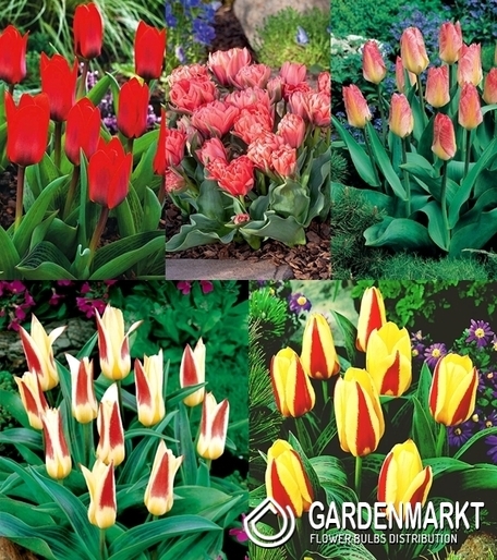 Zestaw Tulipan Niski Kaufmanna