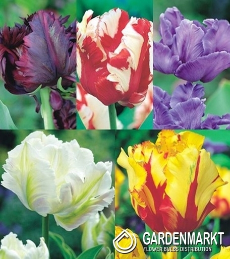 Zestaw Tulipan Papuzi 2