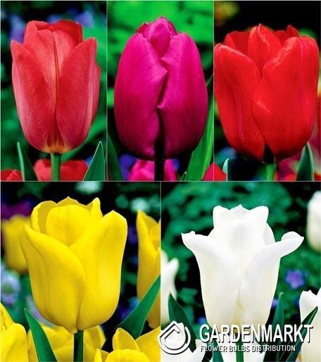 Zestaw Tulipan Triumph 4