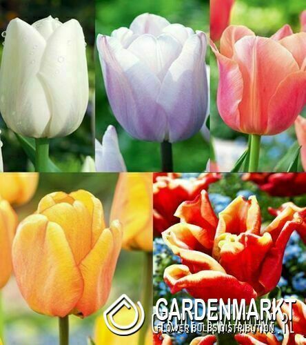 Zestaw Tulipan Triumph-11