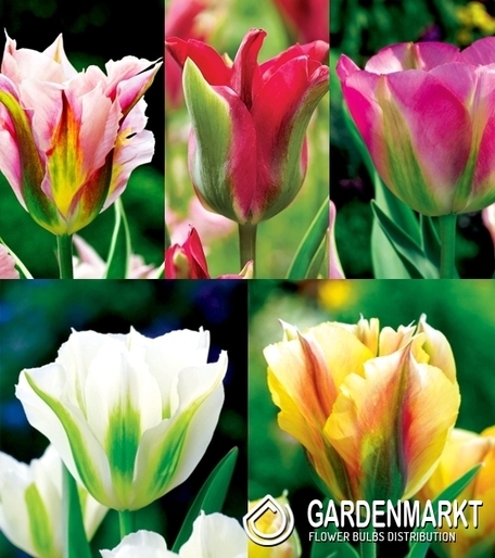 Zestaw Tulipan Viridiflora 1