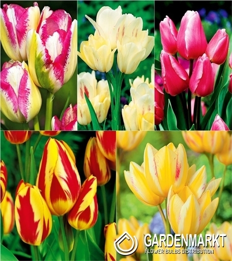 Zestaw Tulipan Wielokwiatowy 2