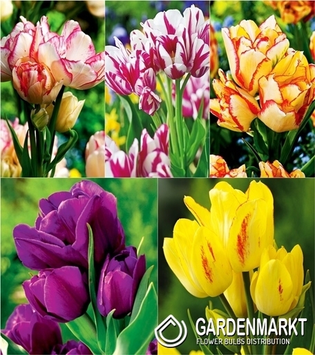 Zestaw Tulipan Wielokwiatowy 3