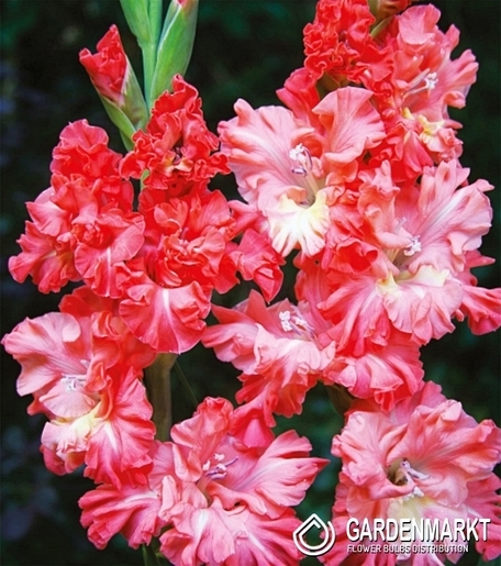 Gladiolus-Mieczyk Karbowany You Two Frizzle 5 szt.