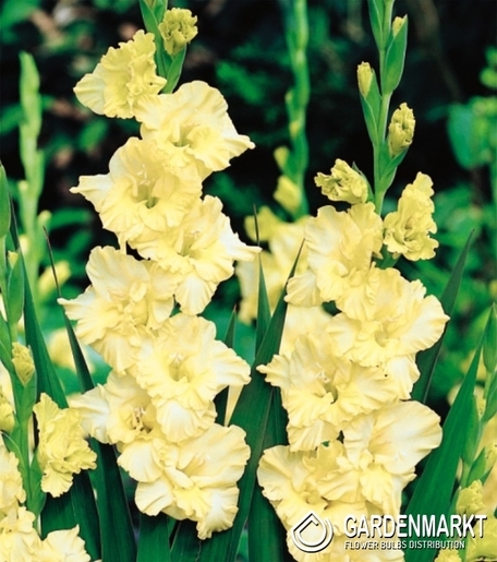 Gladiolus-Mieczyk Karbowany Banana Ruffle 5 szt.
