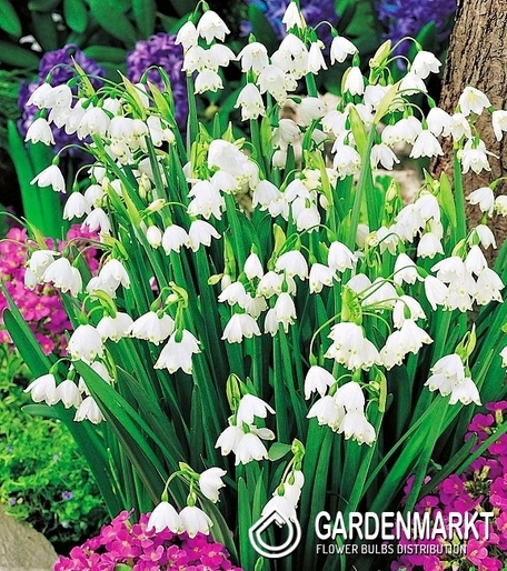 Leucojum Aestivum - Śnieżyca Letnia 5 szt.