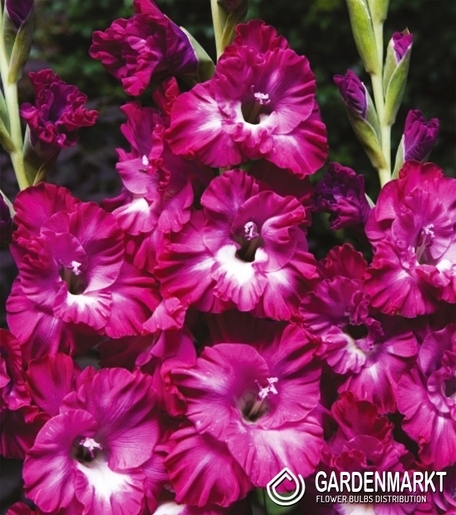 Gladiolus-Mieczyk Karbowany Nairoby Ruffle 5 szt.