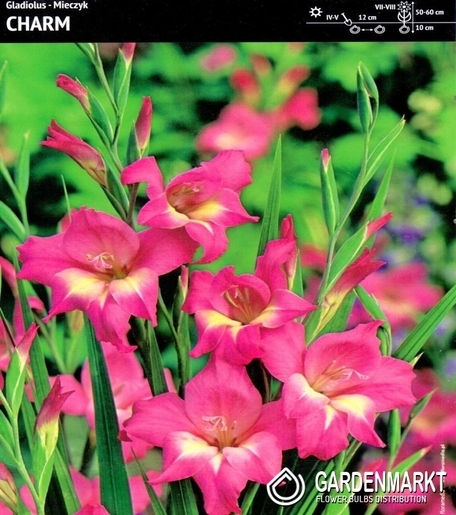 Gladiolus-Mieczyk Nanus Charm 5 szt.