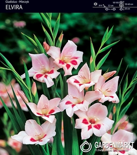 Gladiolus-Mieczyk Nanus Elvira 5 szt.