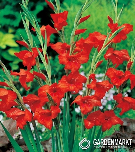 Gladiolus-Mieczyk Nanus Mirella 5 szt.