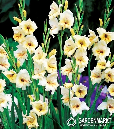 Gladiolus-Mieczyk Nanus Halley 5 szt.