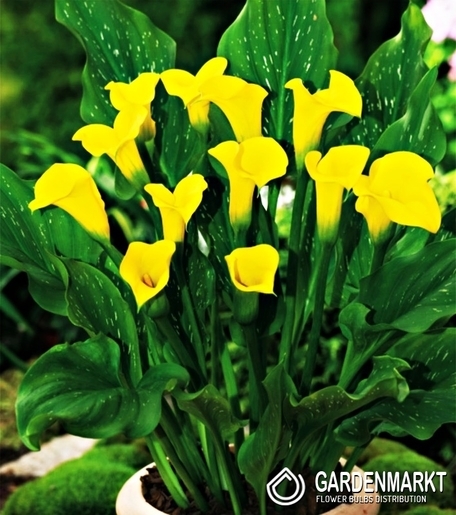 Zantedeschia-Kalla Florex Gold 1 szt.