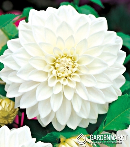 Dalia Dekoracyjna White 1 szt.