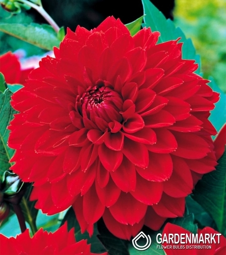 Dalia Dekoracyjna Red 1 szt.