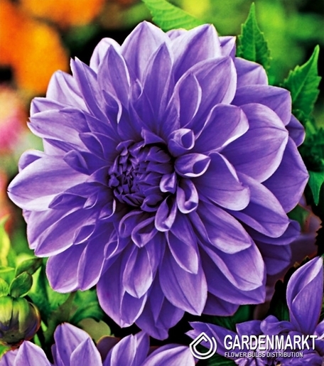 Dalia Dekoracyjna Blue 1 szt.