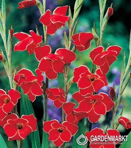 Gladiolus-Mieczyk Nanus Atom 5 szt.
