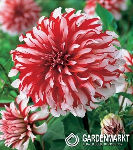 Dalia Santa Claus 1 szt.