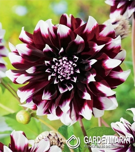 Dalia Contraste 1 szt.