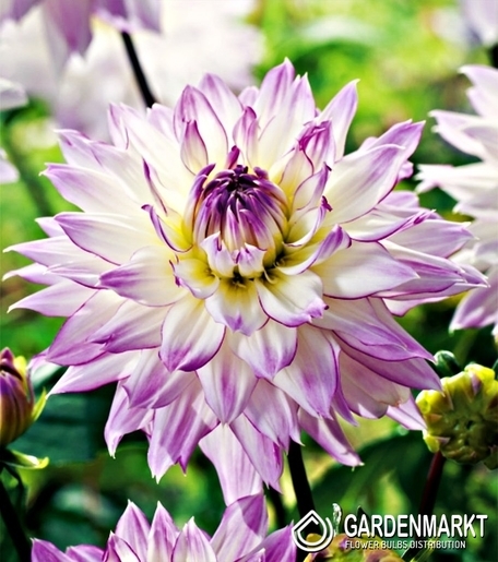 Dalia Crazy Love 1 szt.
