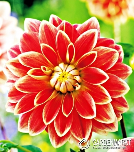 Dalia Garden Festival 1 szt.