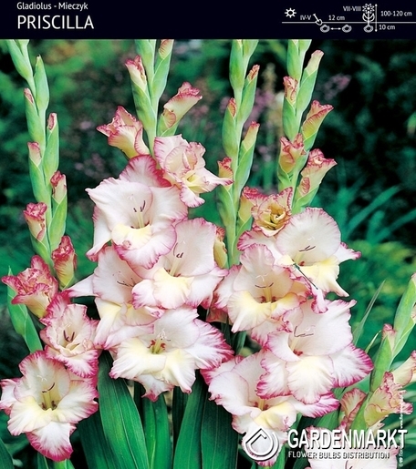 Gladiolus-Mieczyk Wielkokwiatowy Priscilla 5 szt.