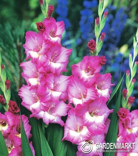 Gladiolus-Mieczyk Rhapsody in Blue 5 szt.