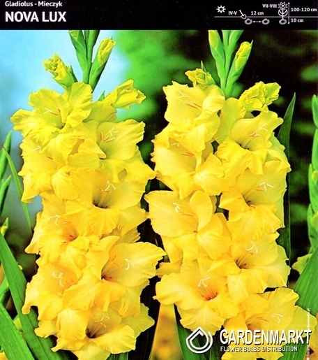 Gladiolus-Mieczyk Wielkokwiatowy Nova Lux 5 szt.