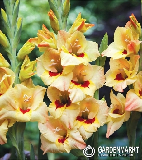 Gladiolus-Mieczyk Bocelli 1 szt.