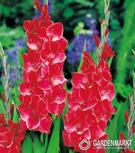 Gladiolus-Mieczyk After Shock 1 szt.