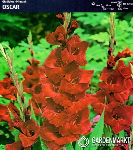 Gladiolus-Mieczyk Wielkokwiatowy Oscar 5 szt.