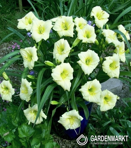 Hemerocallis-Liliowiec Longsfield Pearl 1 szt.