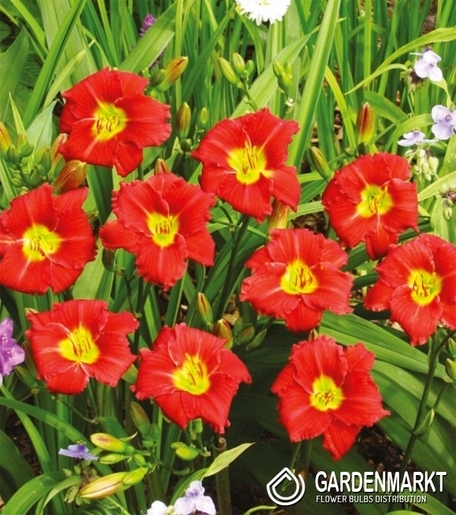 Hemerocallis-Liliowiec Longsfield Red Baron 1 szt.