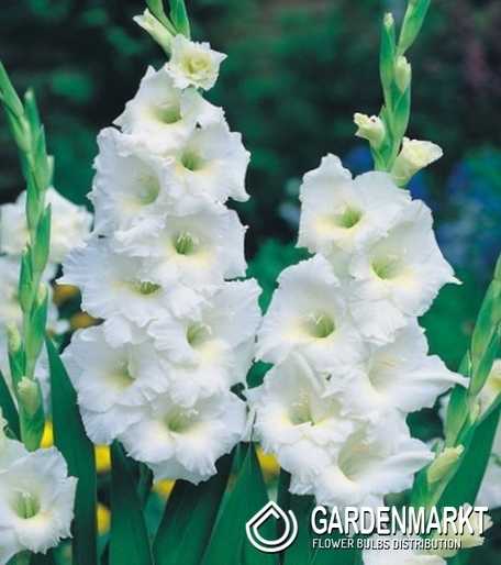 Gladiolus-Mieczyk White Friendship 5 szt.