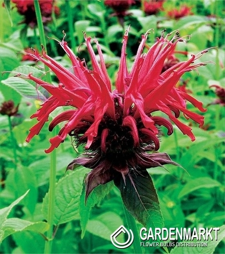 Monarda - Pysznogłówka Cambridge Scarlet 1 szt.