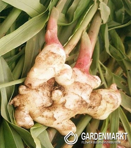 Zingiber - Imbir 1 szt.